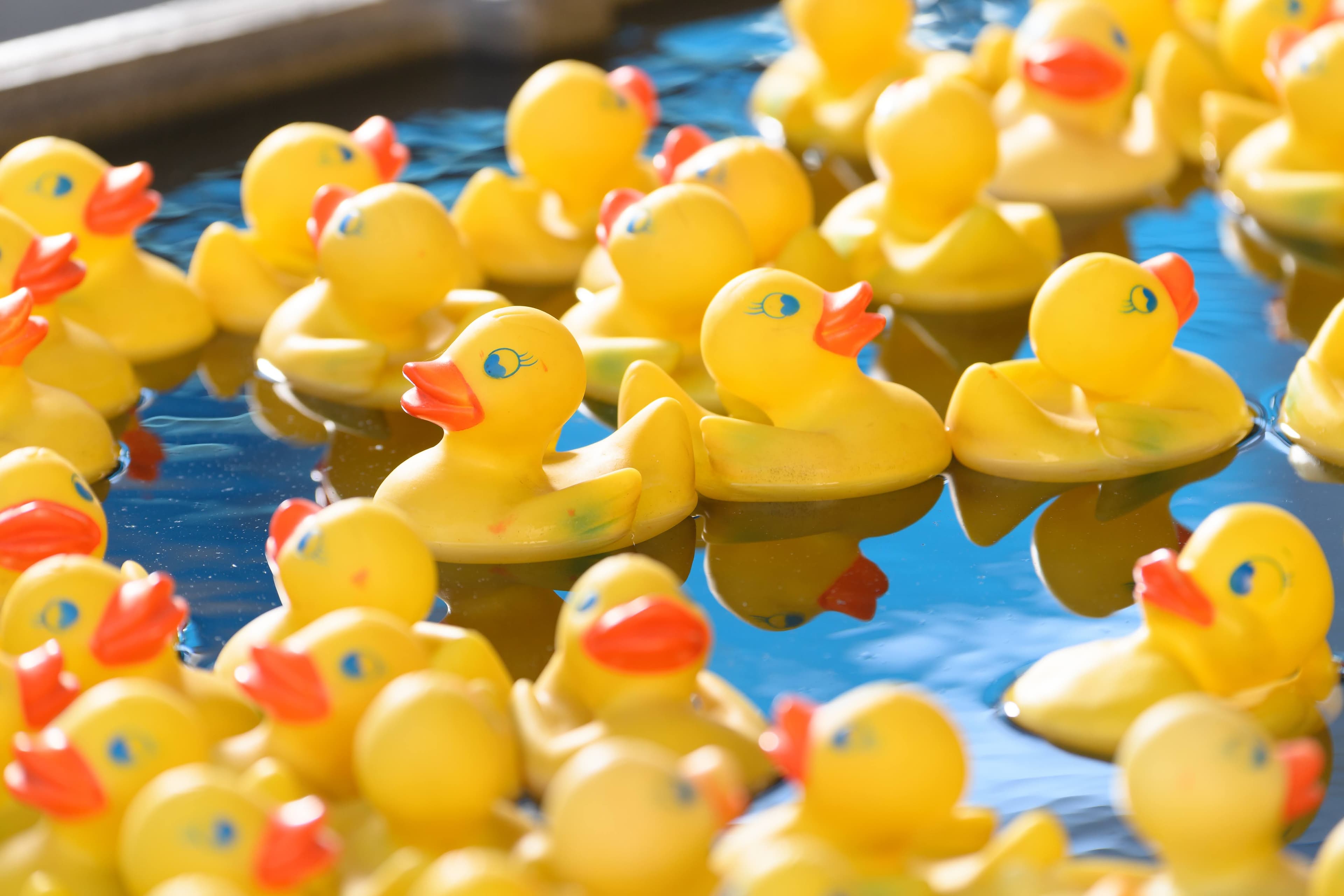 File photo: Yellow plastic ducks float in a Midway game.